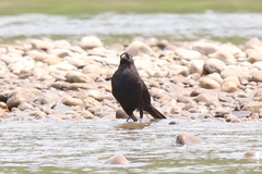Molothrus oryzivorus