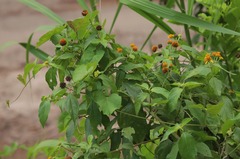 Tilesia baccata