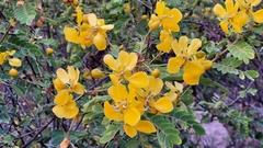Senna auriculata