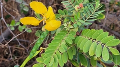 Senna auriculata