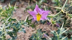Solanum virginianum