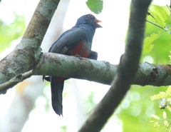 Trogon melanurus