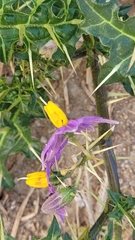 Solanum virginianum