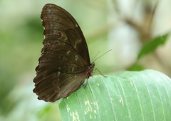 Morpho menelaus