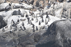 Spheniscus humboldti