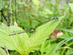 Chromagrion conditum