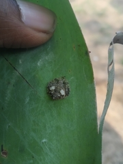 Eriovixia