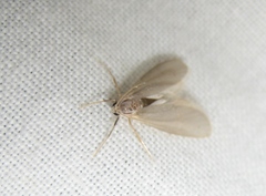 Acentria ephemerella