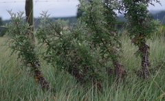Berkheya bipinnatifida