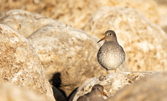 Calidris maritima
