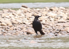 Molothrus oryzivorus