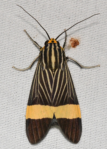 Ordishia cingulata