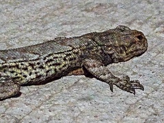 Sceloporus grammicus
