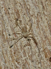 Spermophora senoculata