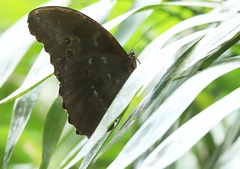 Morpho menelaus