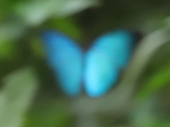 Morpho menelaus