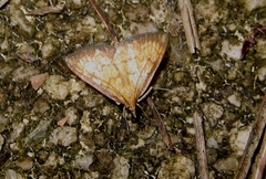 Ecpyrrhorrhoe rubiginalis