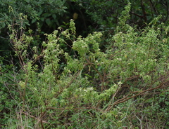 Lippia javanica