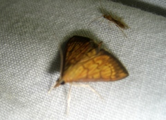 Ecpyrrhorrhoe rubiginalis