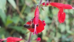 Apis mellifera unicolor