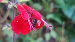 Apis mellifera unicolor