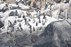 Spheniscus humboldti