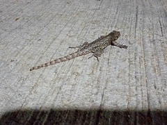 Sceloporus grammicus