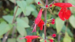 Apis mellifera unicolor