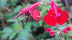 Apis mellifera unicolor