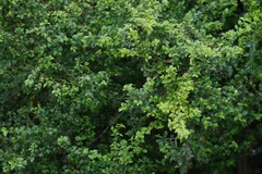 Canthium spinosum