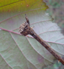 Lasioptera rubi