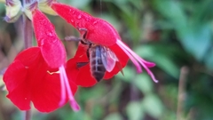 Apis mellifera unicolor