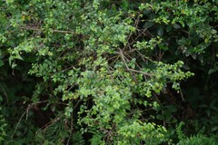 Canthium spinosum