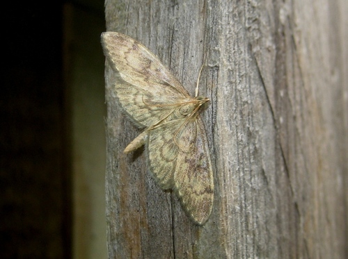 Anania lancealis