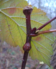 Lasioptera rubi