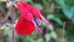 Apis mellifera unicolor