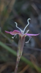 Dianthus albens