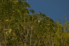 Setophaga coronata auduboni