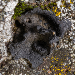 Umbilicaria torrefacta