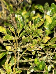 Eurytetranychus buxi