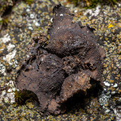 Umbilicaria torrefacta