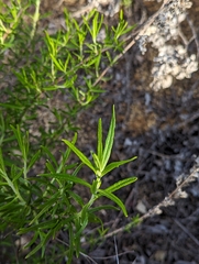 Trichostema lanatum