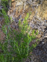 Trichostema lanatum