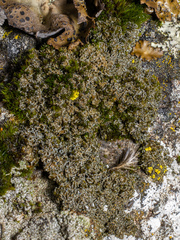 Fuscopannaria praetermissa