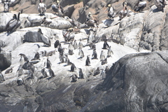 Spheniscus humboldti