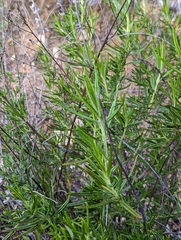 Trichostema lanatum