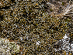 Fuscopannaria praetermissa