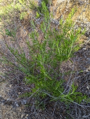 Trichostema lanatum