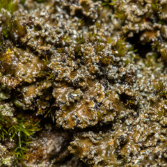 Fuscopannaria praetermissa