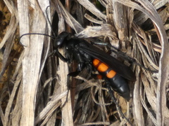 Anoplius viaticus